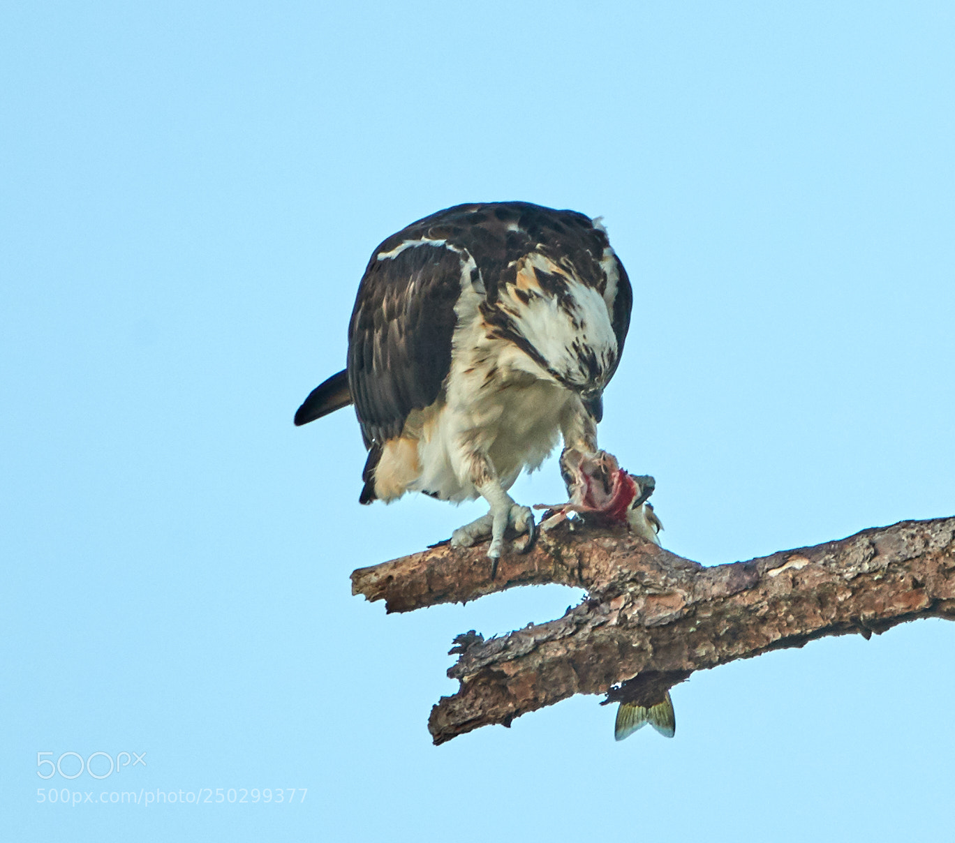 Canon EOS-1D X Mark II sample photo. 03-22-18-0008925.jpg photography