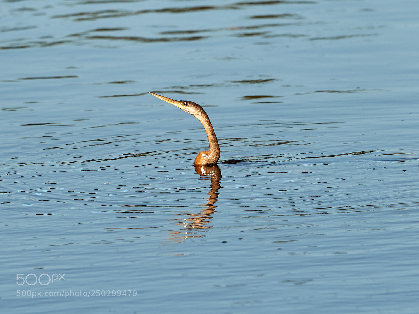 Canon EOS-1D X Mark II sample photo. 03-22-18-0008841 1.jpg photography