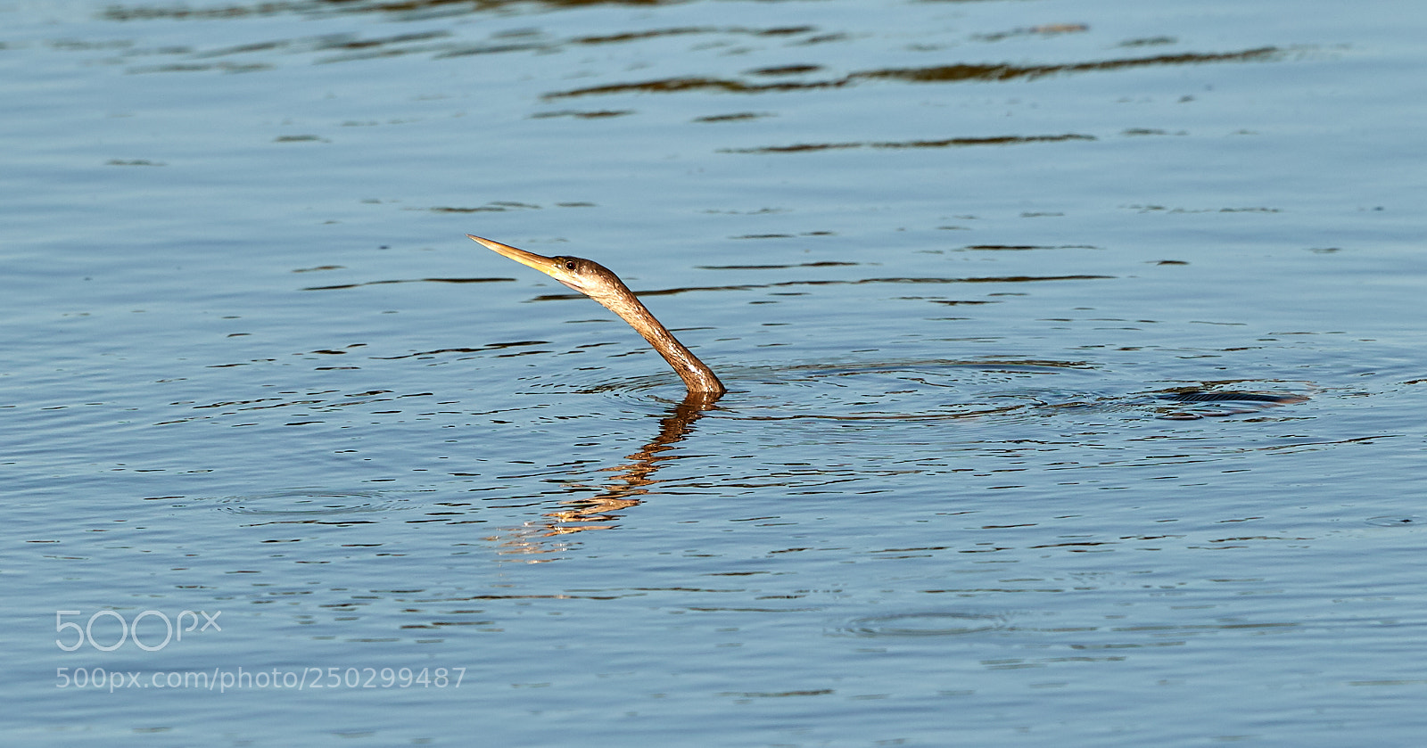Canon EOS-1D X Mark II sample photo. 03-22-18-0008840.jpg photography