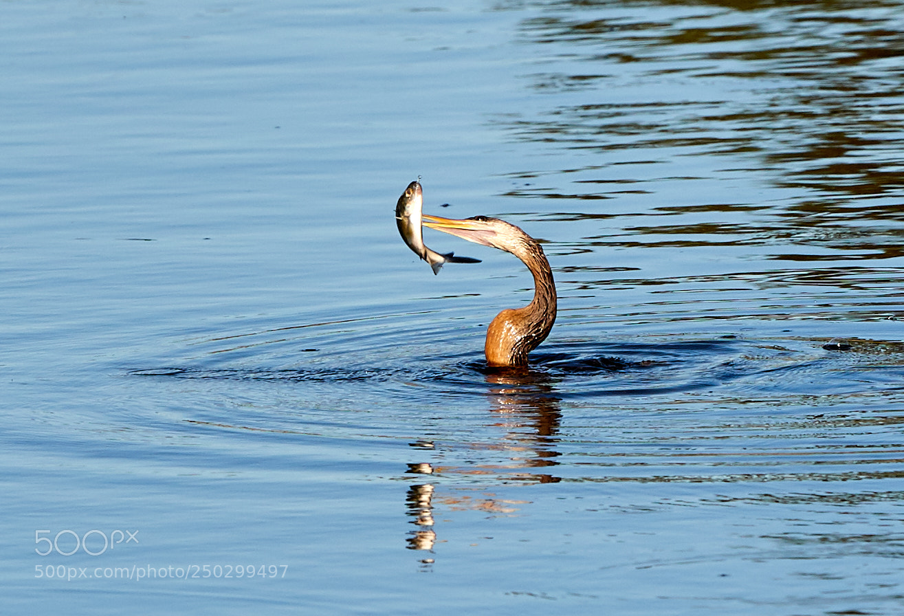 Canon EOS-1D X Mark II sample photo. 03-22-18-0008838 1.jpg photography