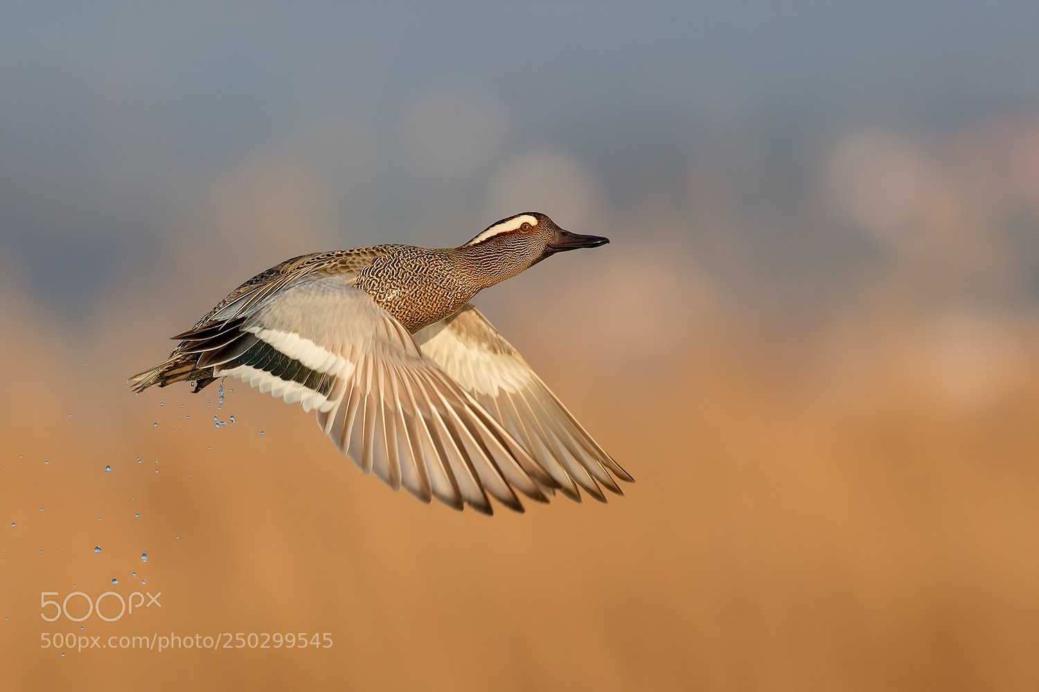 Canon EOS 5D Mark IV sample photo. Garganey on reed flare photography