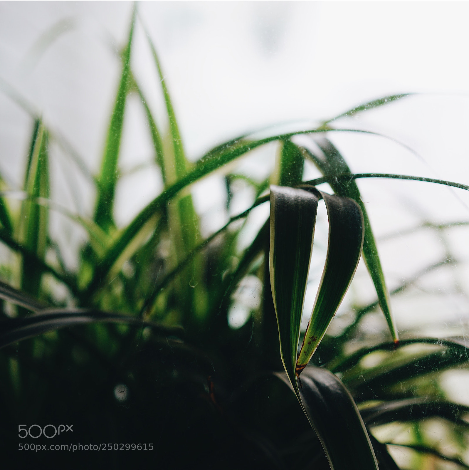 Sony a7R II sample photo. Out of window photography