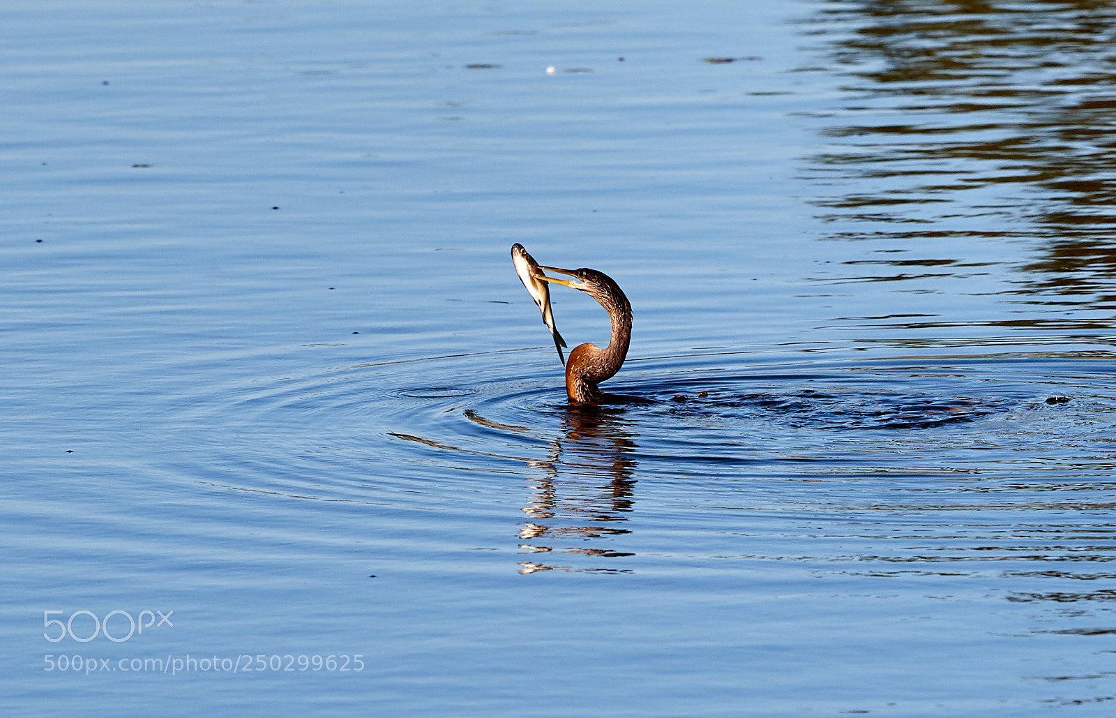 Canon EOS-1D X Mark II sample photo. 03-22-18-0008835 1.jpg photography