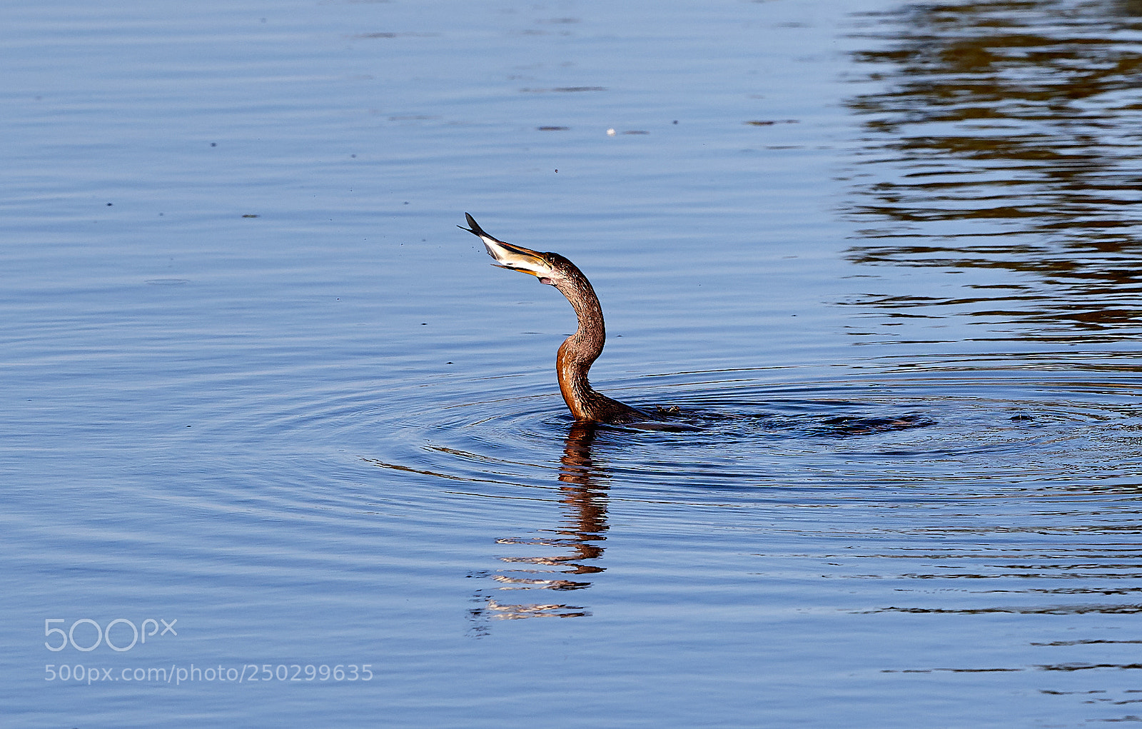 Canon EOS-1D X Mark II sample photo. 03-22-18-0008834.jpg photography