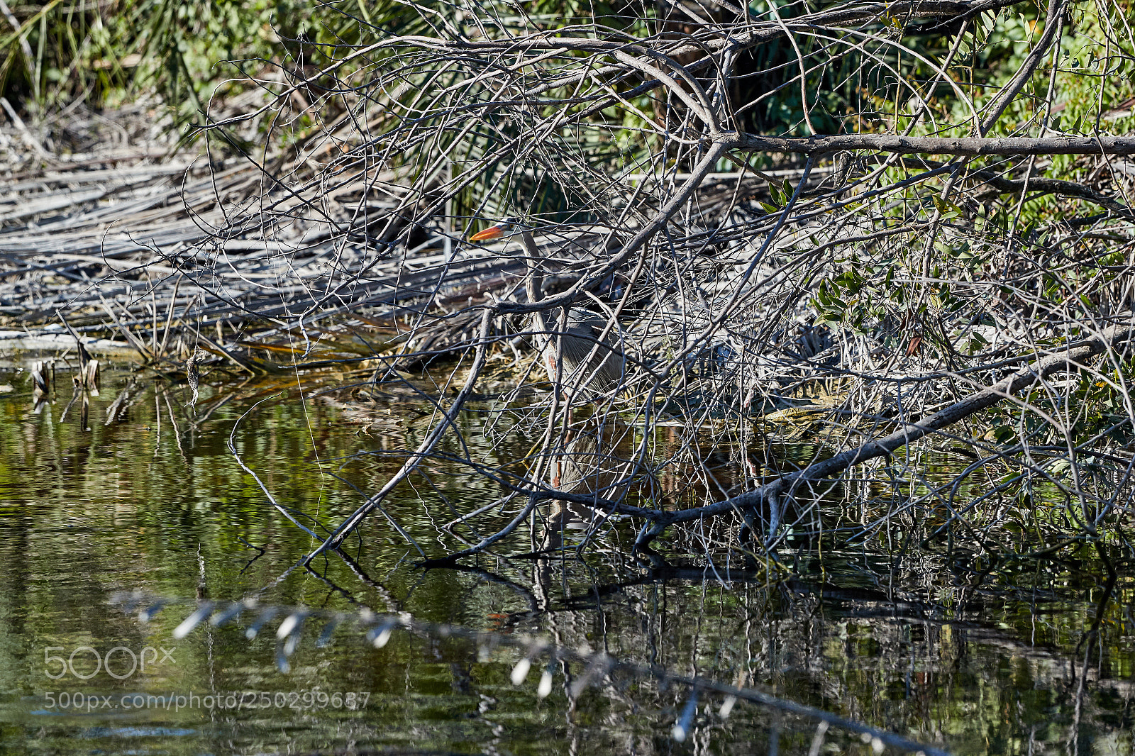 Canon EOS-1D X Mark II sample photo. 03-22-18-0008808.jpg photography