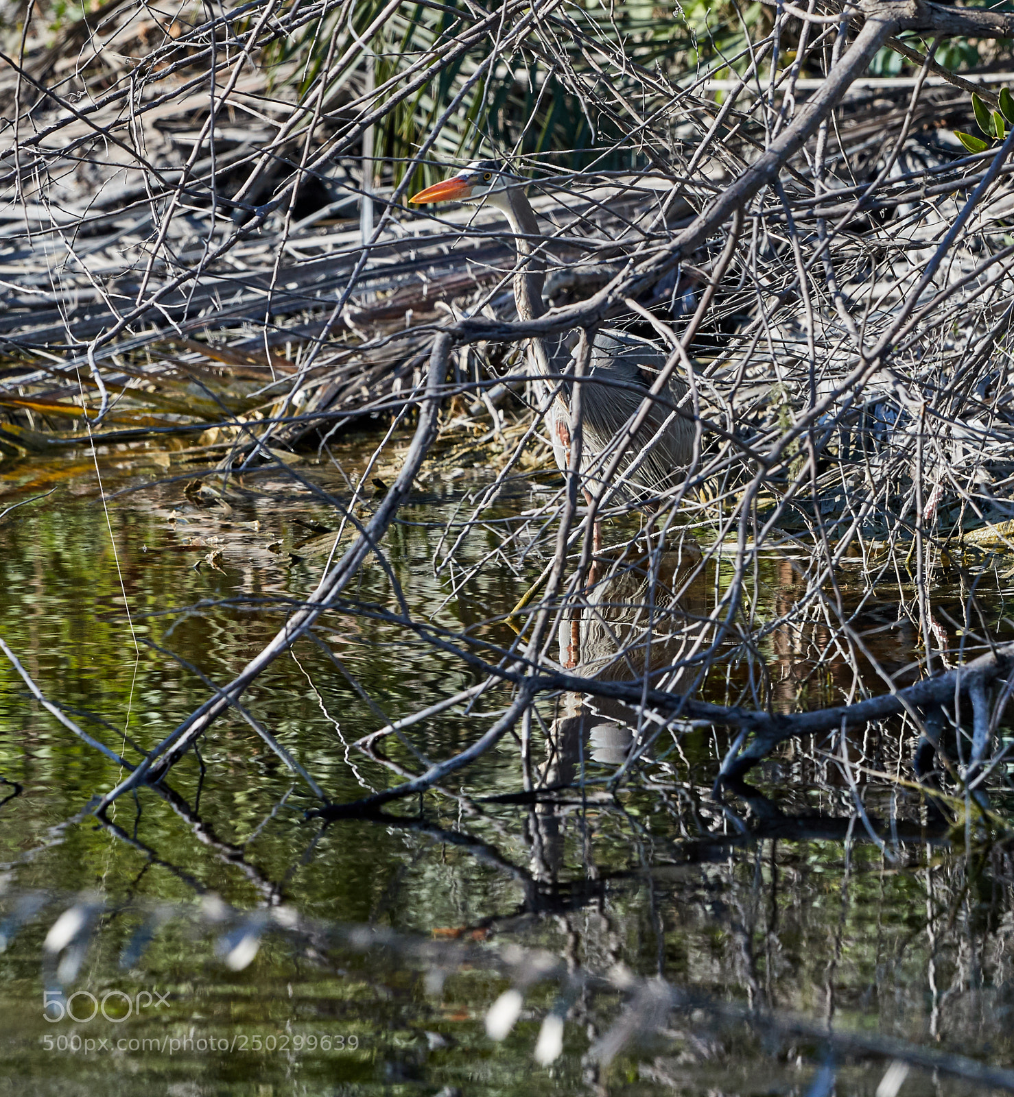 Canon EOS-1D X Mark II sample photo. 03-22-18-0008807.jpg photography