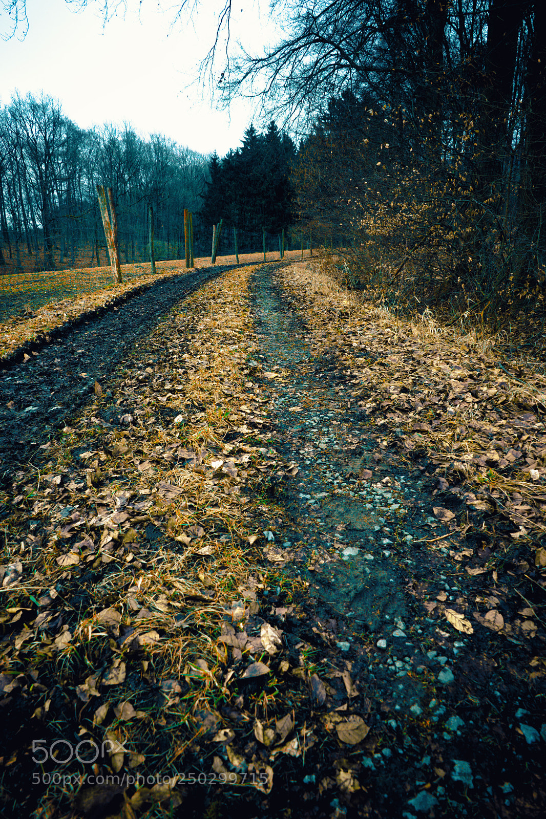 Sony a7 sample photo. Rural dirt path into photography