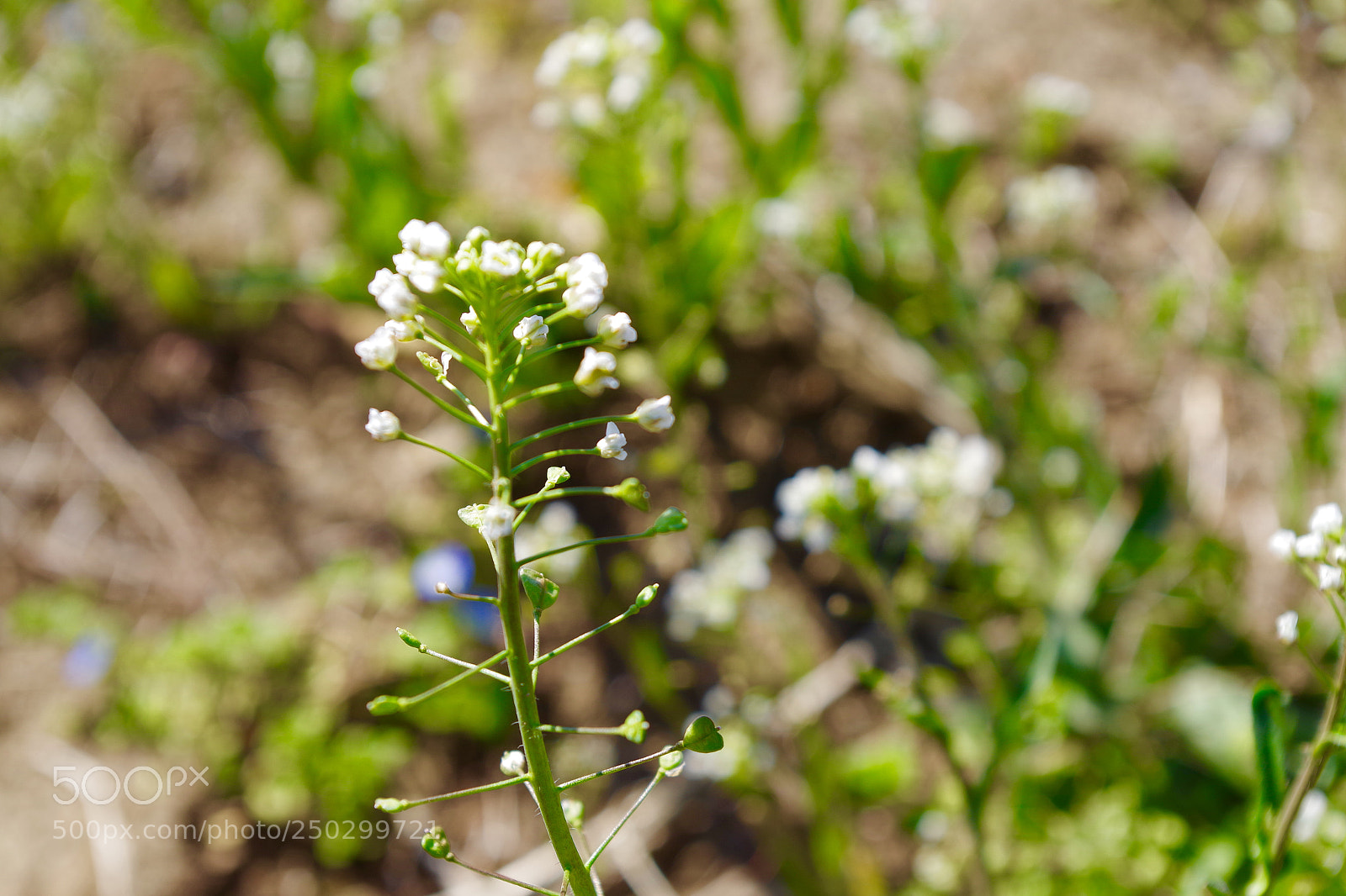 Pentax K-S2 sample photo. Breath of spring. photography