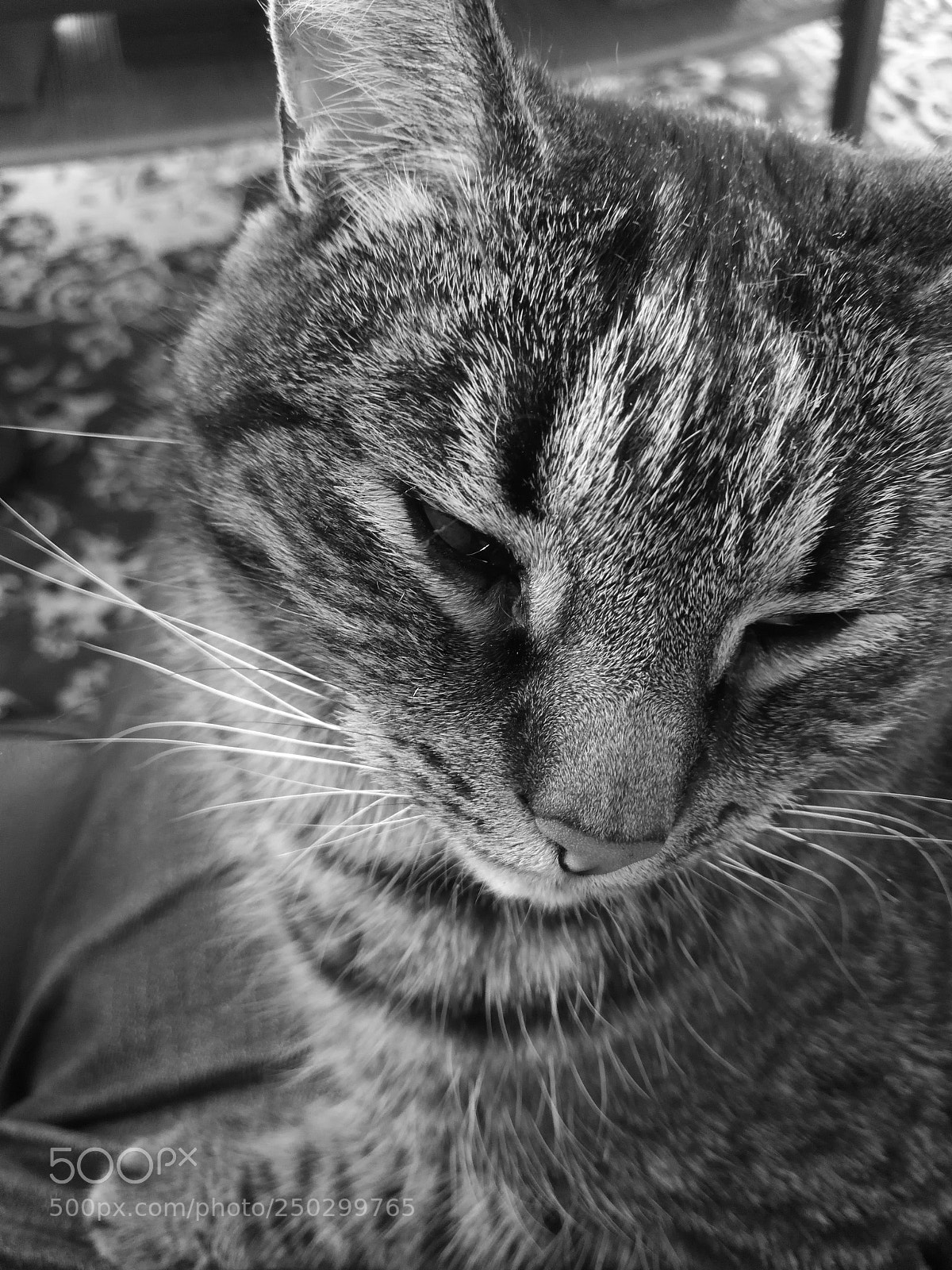 HUAWEI P10 Plus sample photo. Tiger cat photography