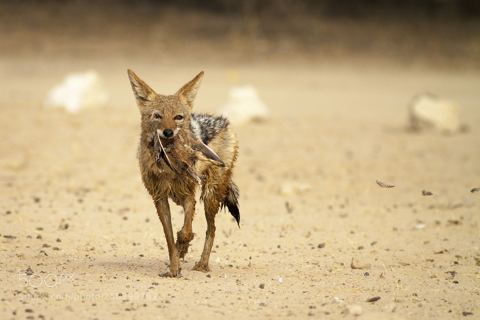 Canon EOS 50D sample photo. Black backed jackal with photography