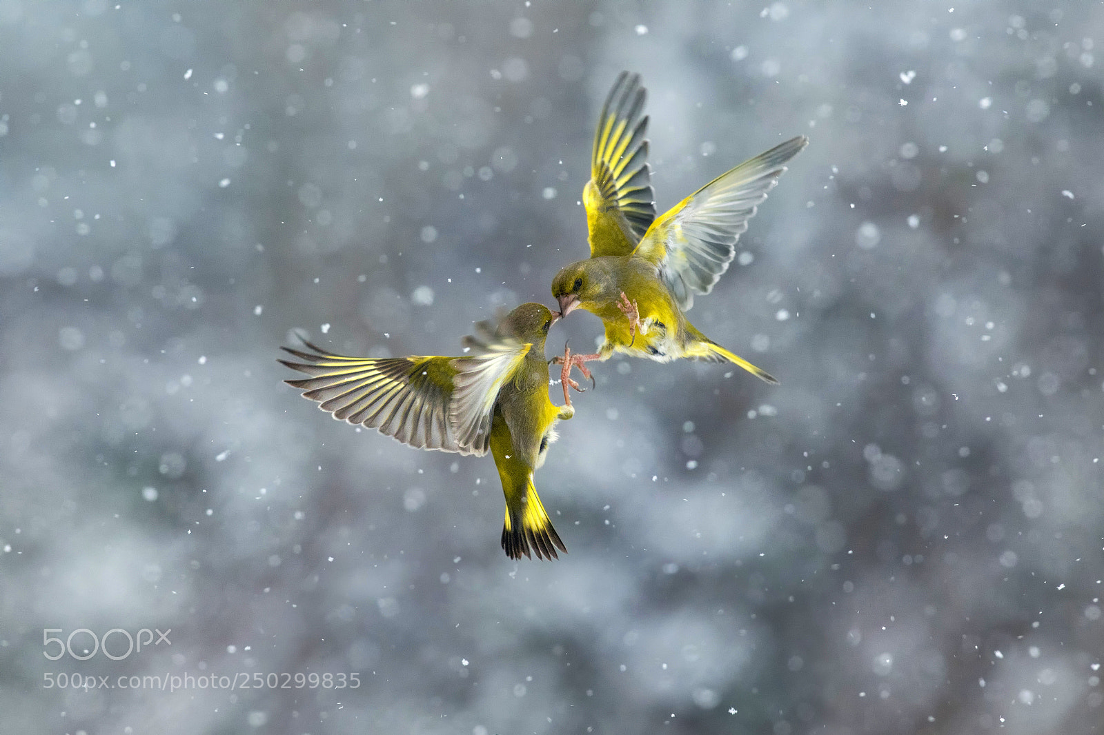 Canon EOS 7D Mark II sample photo. Snow battle photography
