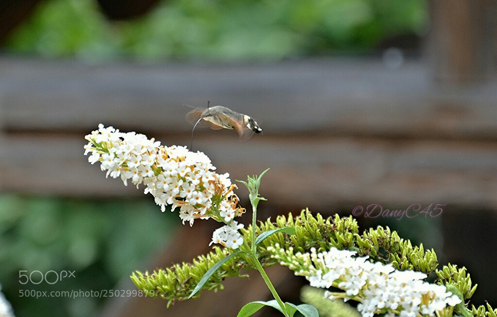 Nikon D5100 sample photo. Untitled photography