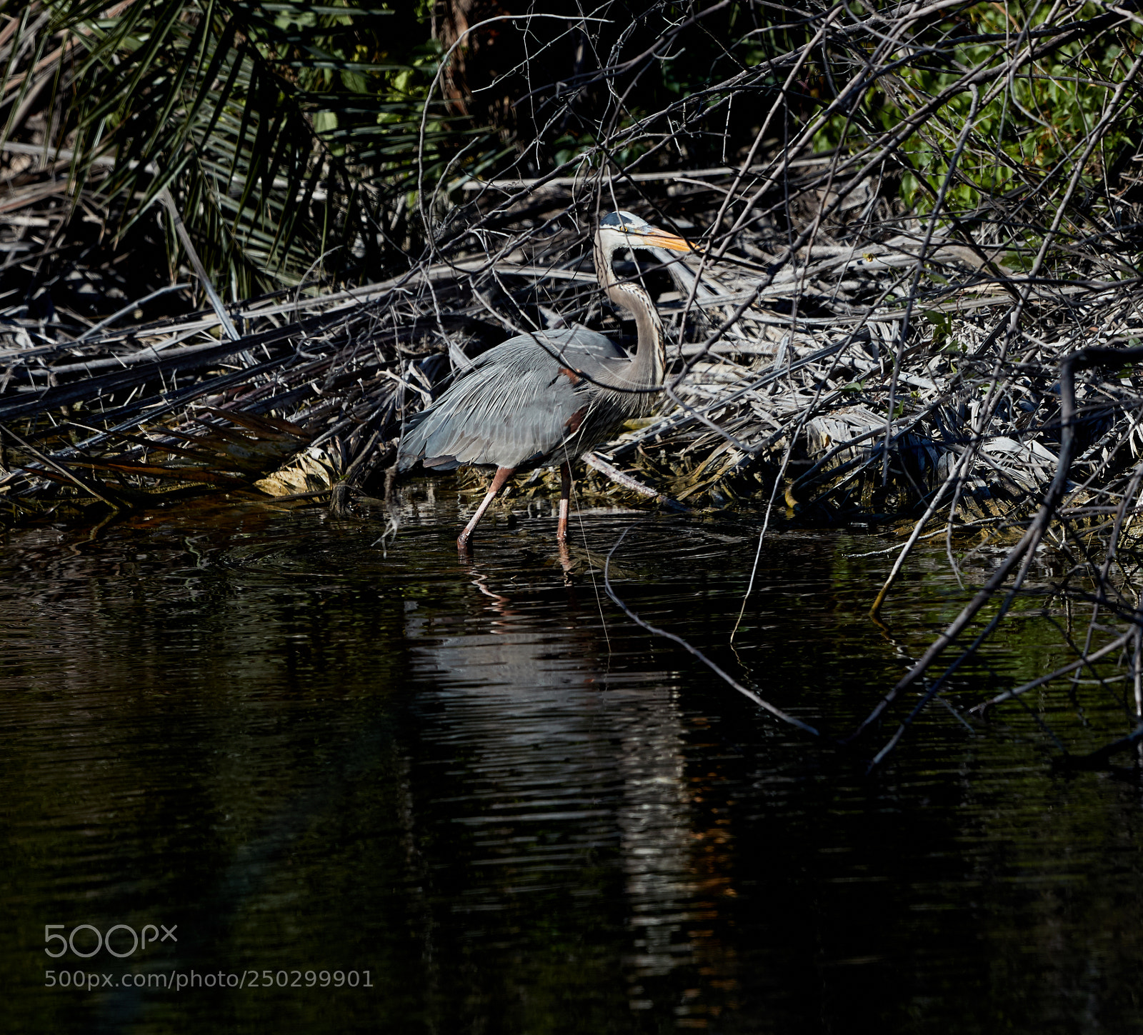 Canon EOS-1D X Mark II sample photo. 03-22-18-0008820.jpg photography