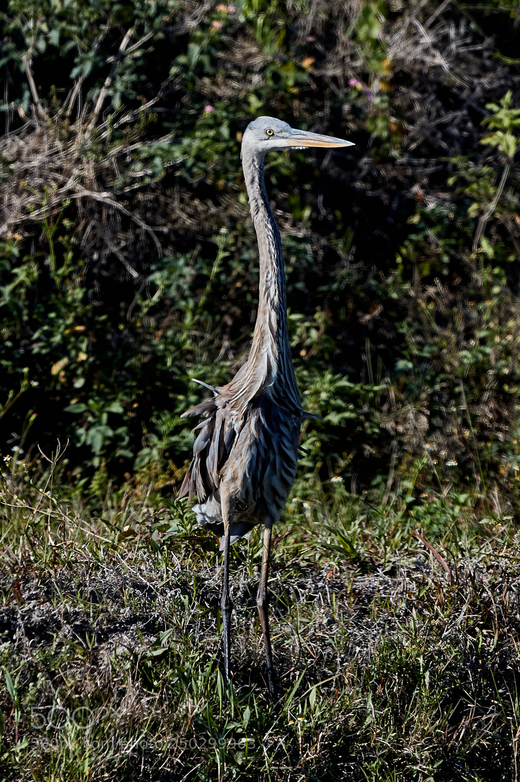 Canon EOS-1D X Mark II sample photo. 03-22-18-0008778.jpg photography