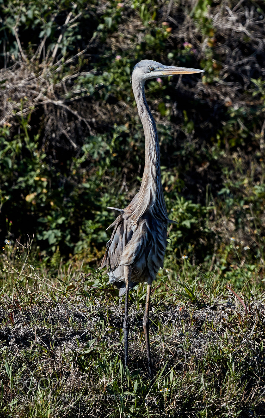 Canon EOS-1D X Mark II sample photo. 03-22-18-0008777.jpg photography