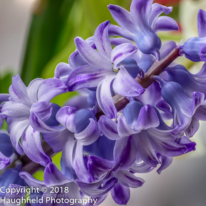 Sony a7R sample photo. Hyacinth photography