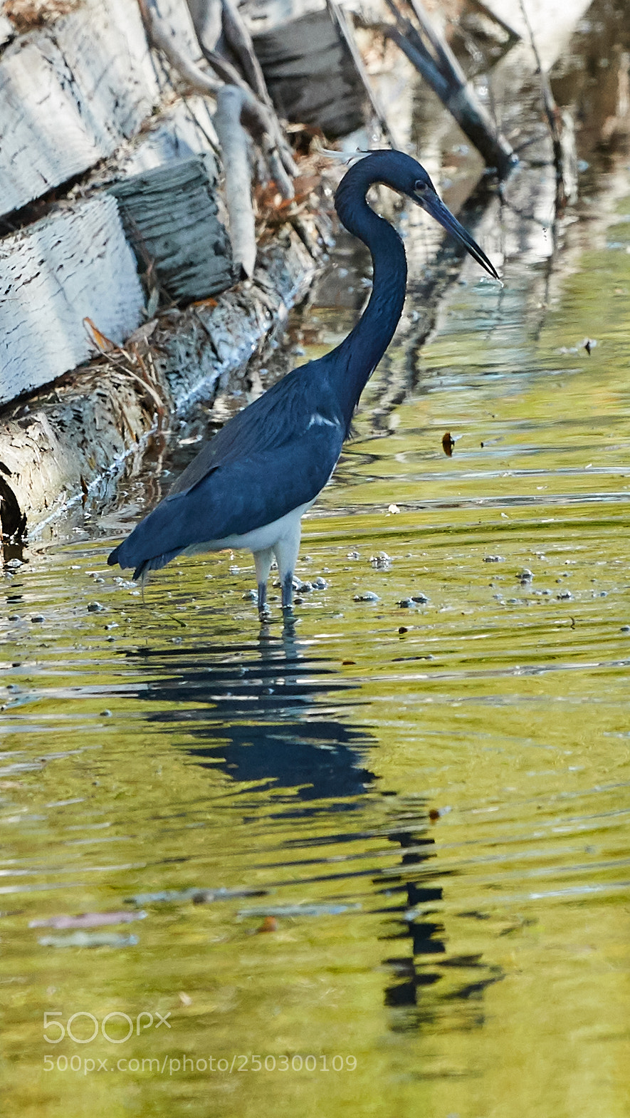 Canon EOS-1D X Mark II sample photo. 03-22-18-0008772.jpg photography