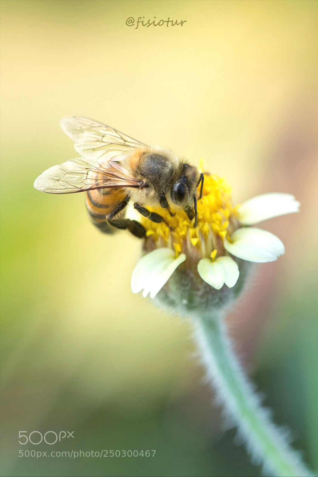 Canon EOS 700D (EOS Rebel T5i / EOS Kiss X7i) sample photo. Preciosidades... photography