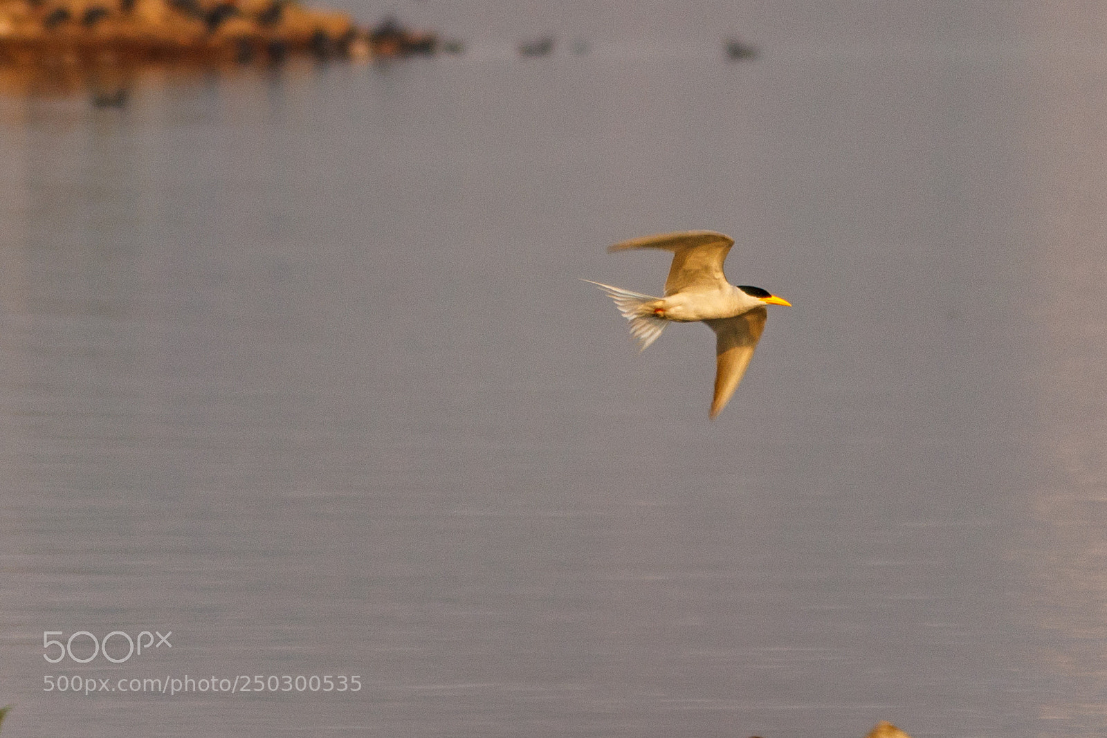 Canon EOS 600D (Rebel EOS T3i / EOS Kiss X5) sample photo. A river tern in photography