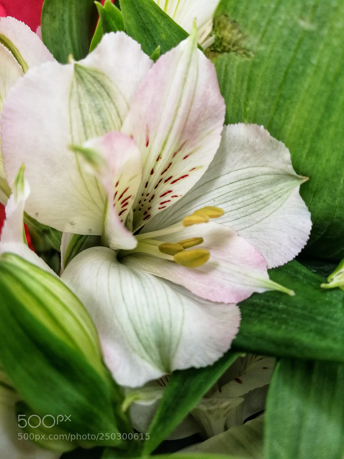 HUAWEI P10 sample photo. Freesia blossom photography
