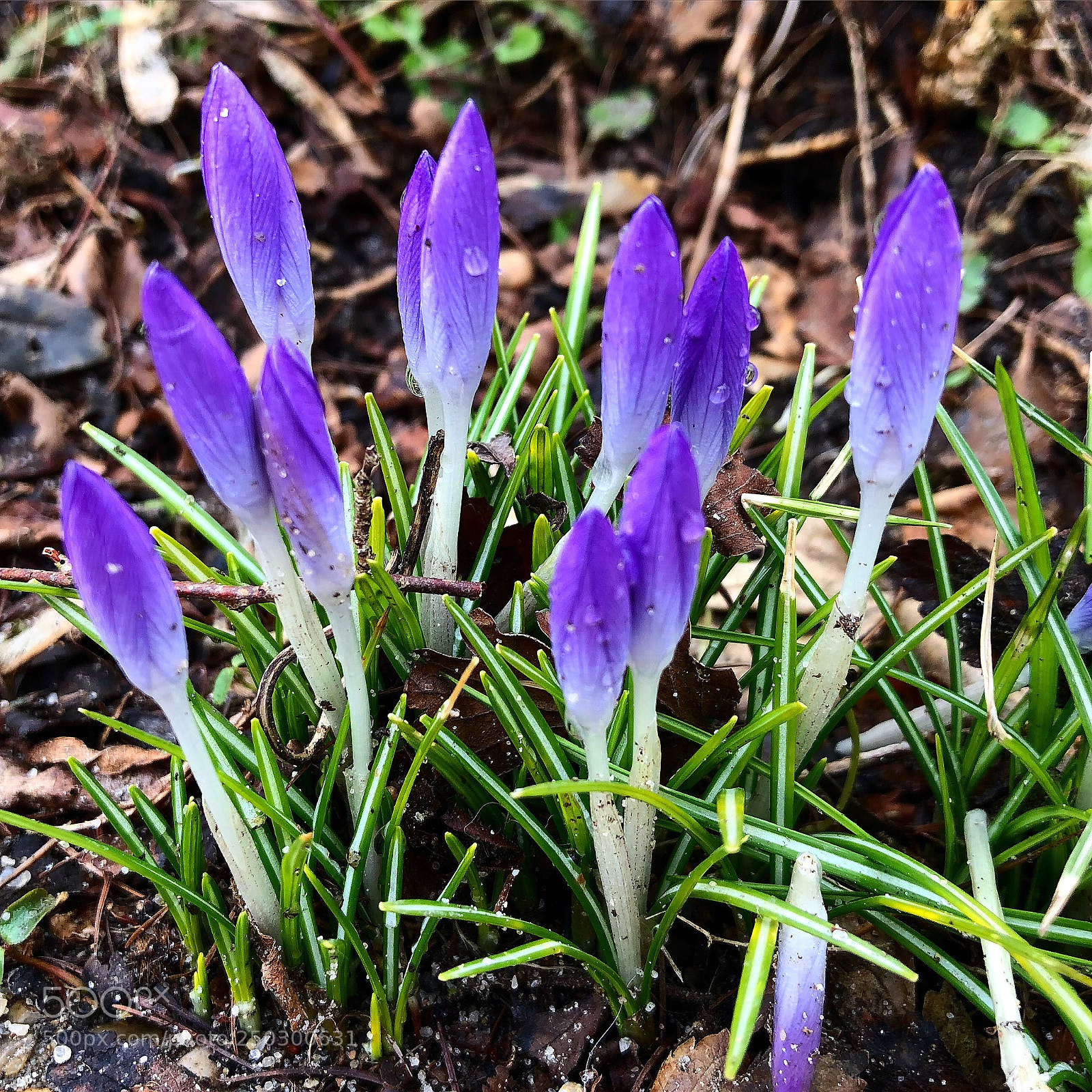 Apple iPhone 8 Plus sample photo. Beautiful crocuses photography