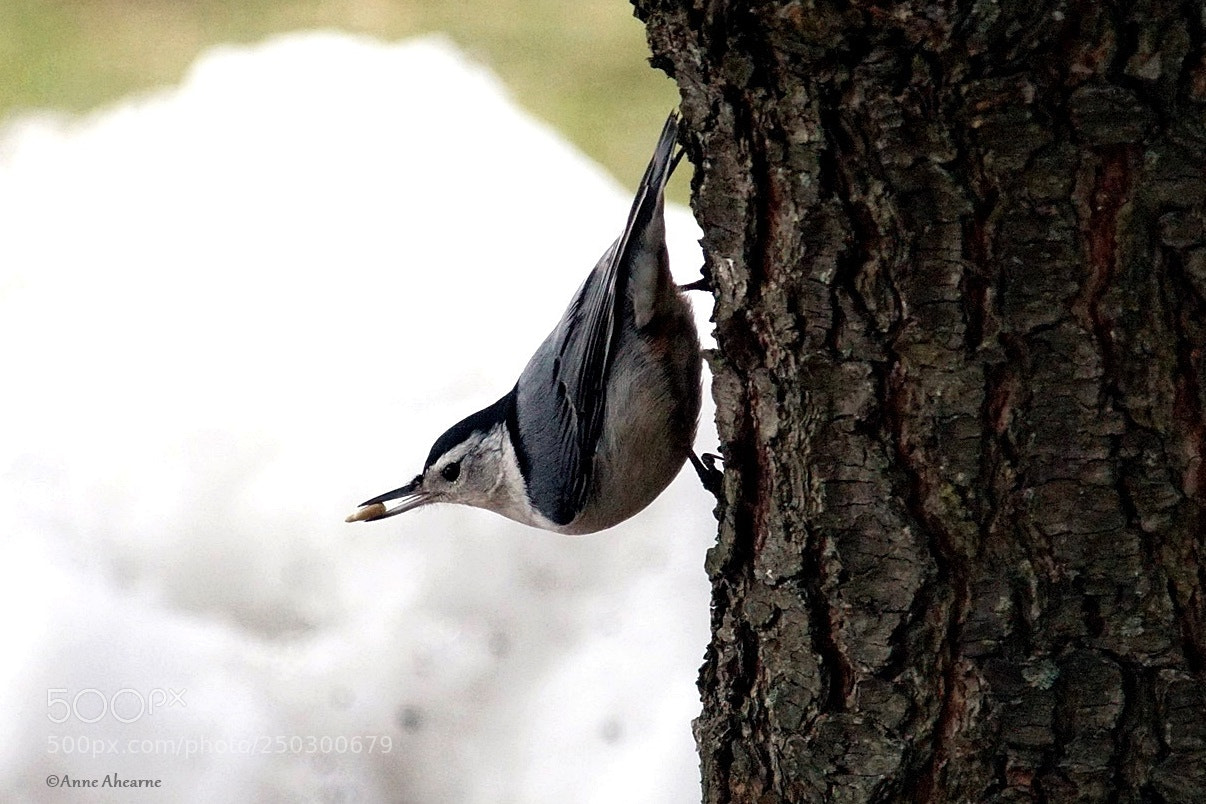 Sony ILCA-77M2 sample photo. White-breasted nuthatch photography
