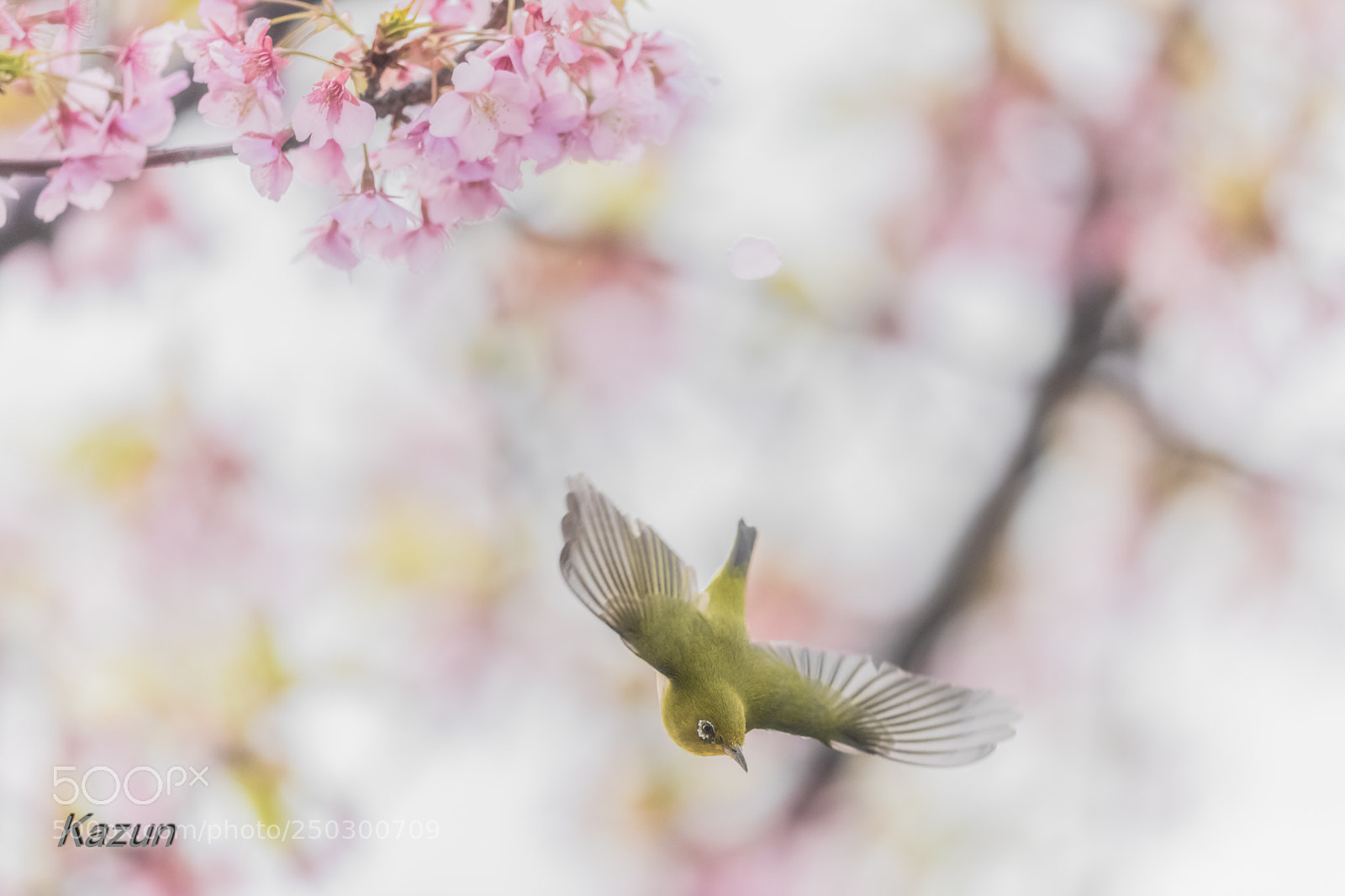 Canon EOS-1D X Mark II sample photo. Fly! photography