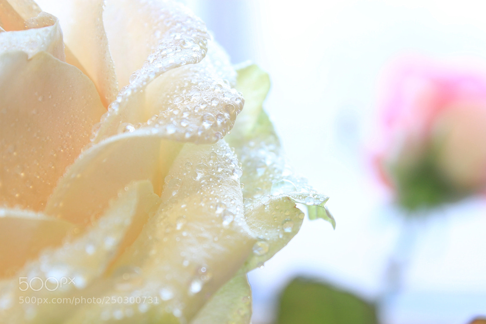 Canon EOS 600D (Rebel EOS T3i / EOS Kiss X5) sample photo. Spring mood. photography