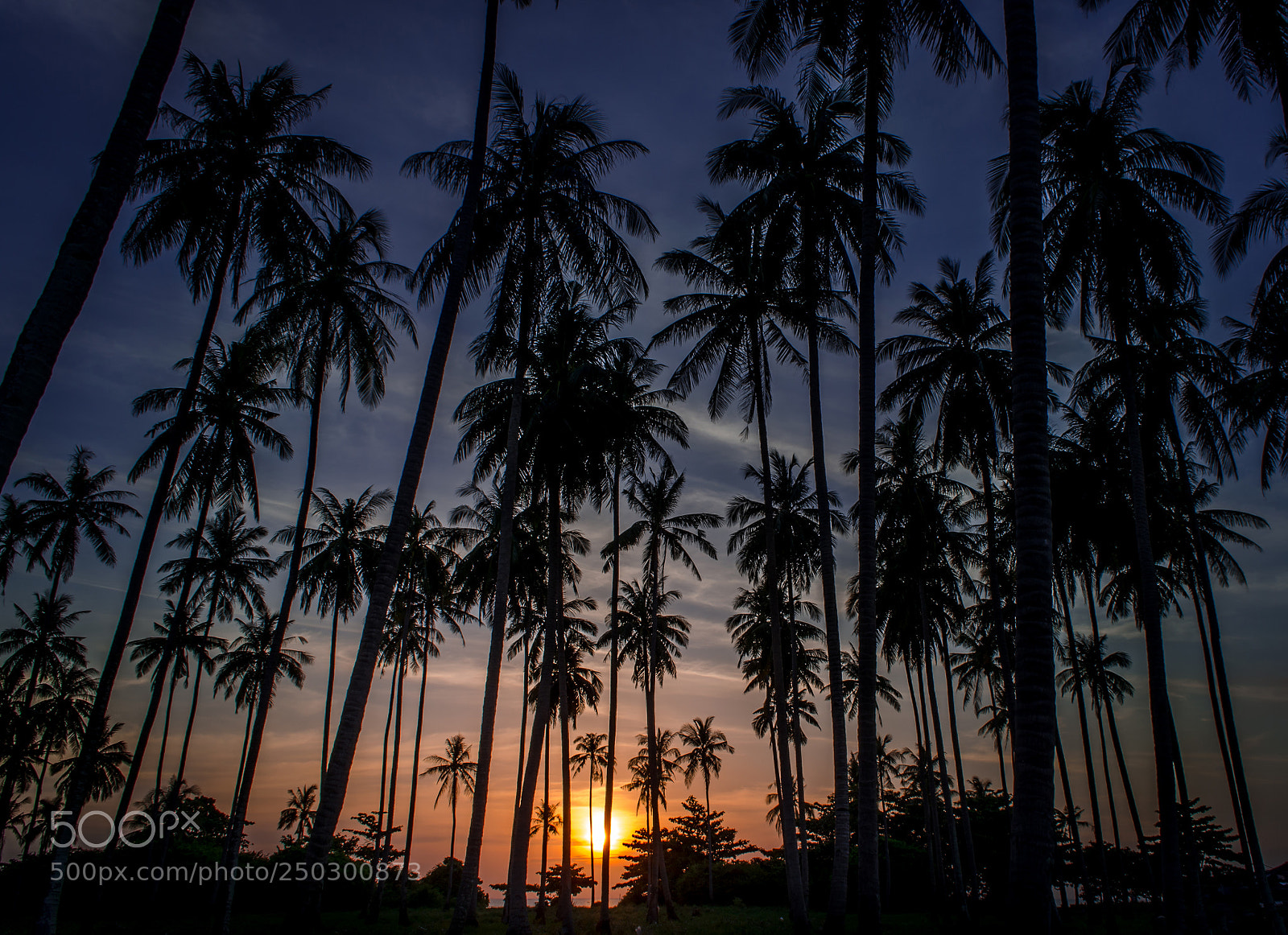 Nikon D5100 sample photo. Palms photography