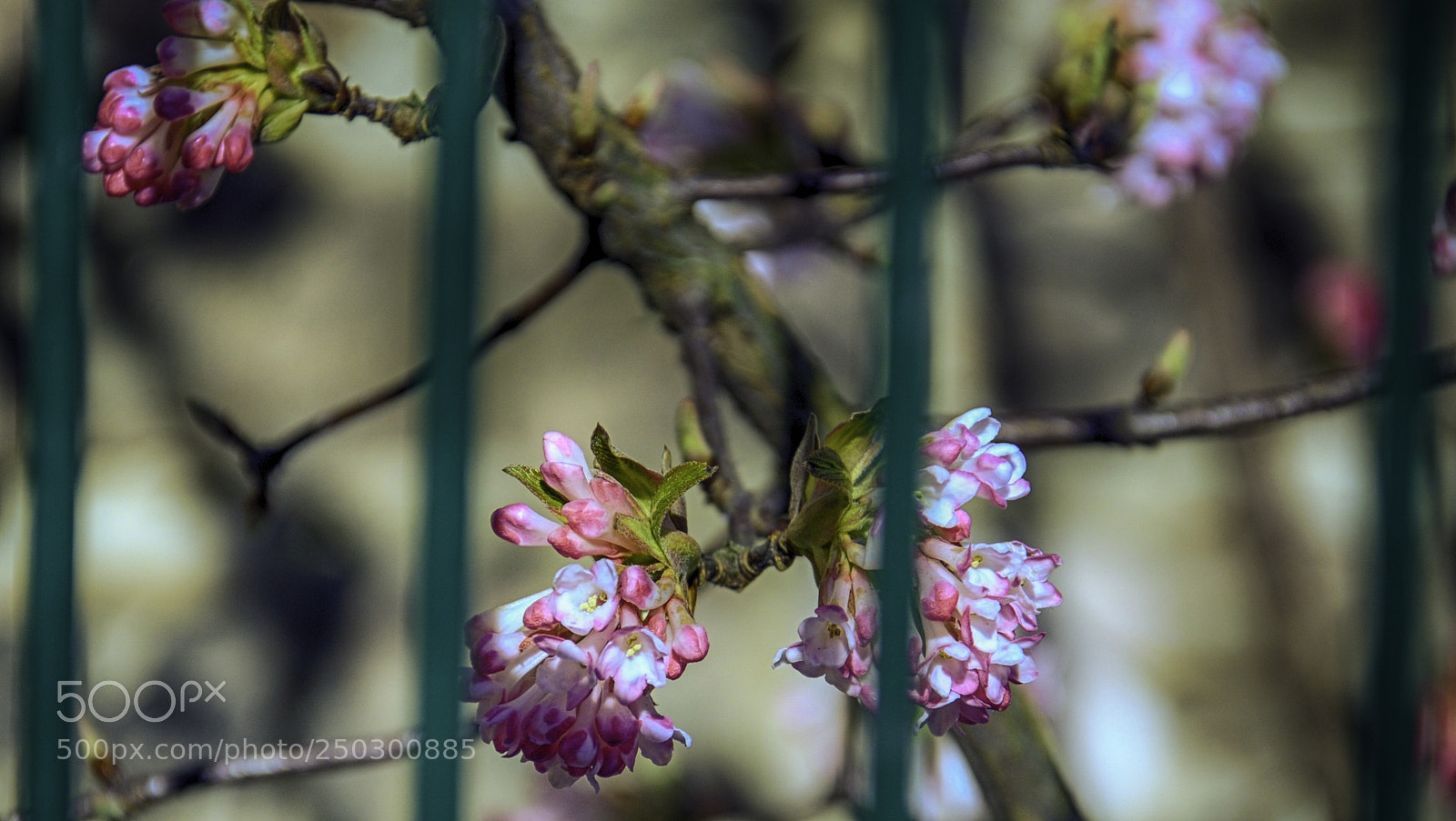 Nikon D7000 sample photo. Spring comes 2 ... photography