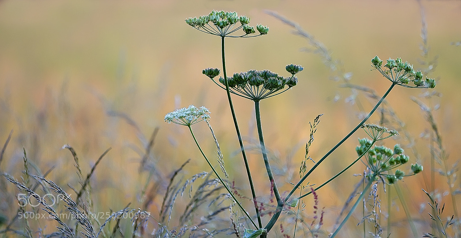 Canon EOS 7D sample photo. Promesse de printemps photography