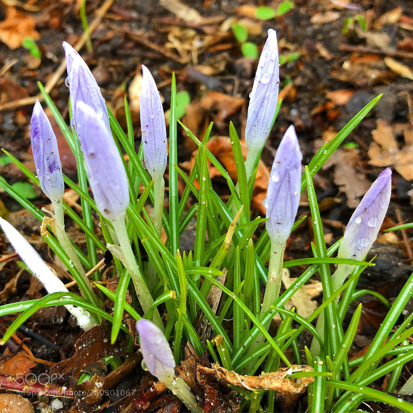 Apple iPhone 8 Plus sample photo. Beautiful crocuses photography