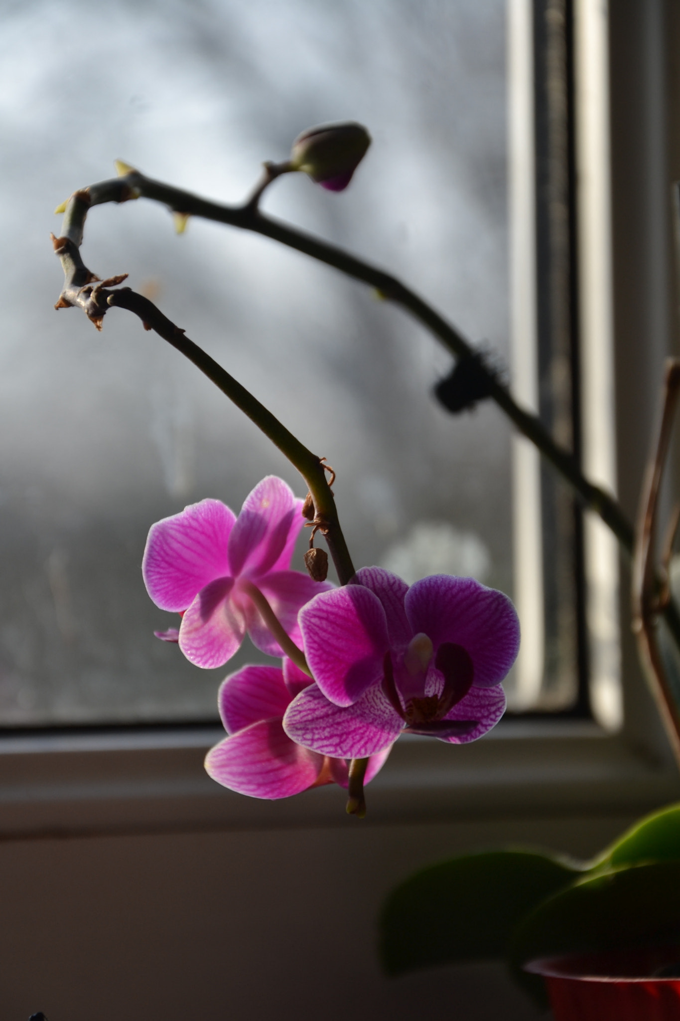 Nikon D3100 sample photo. Dsc photography