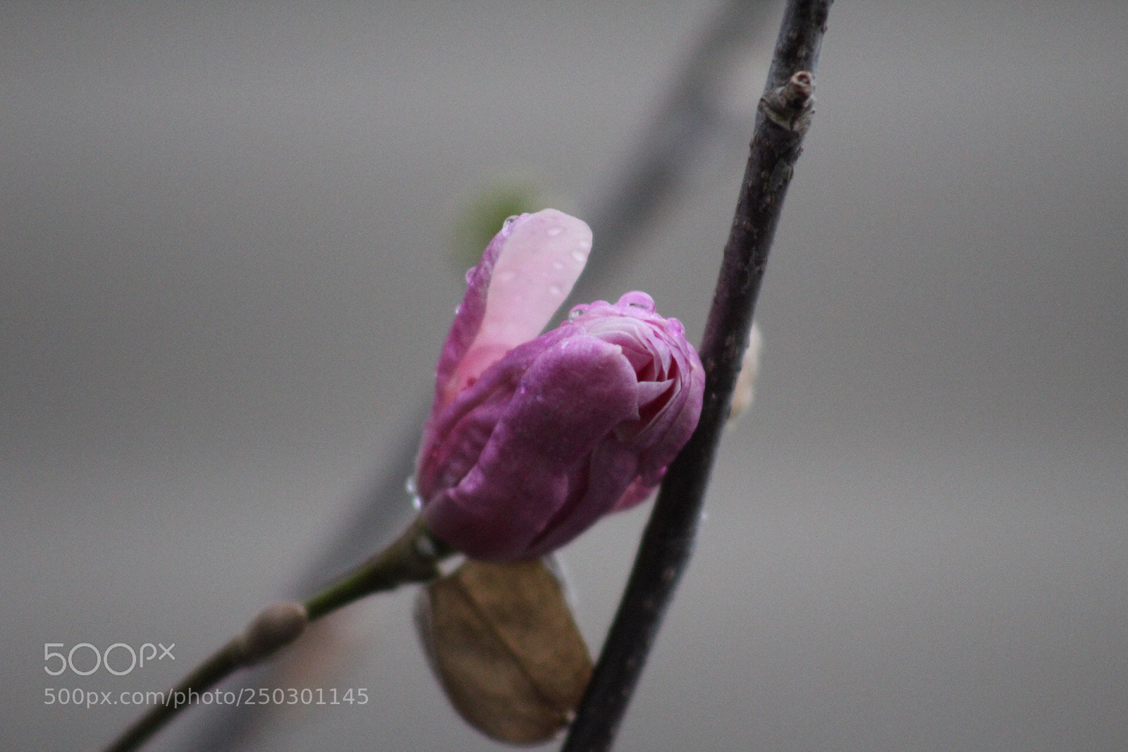 Canon EOS 1300D (EOS Rebel T6 / EOS Kiss X80) sample photo. Wet magnolia photography
