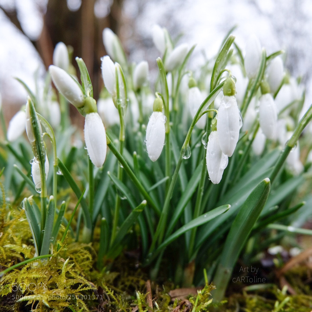 Fujifilm X-T20 sample photo. Snowdrops  photography