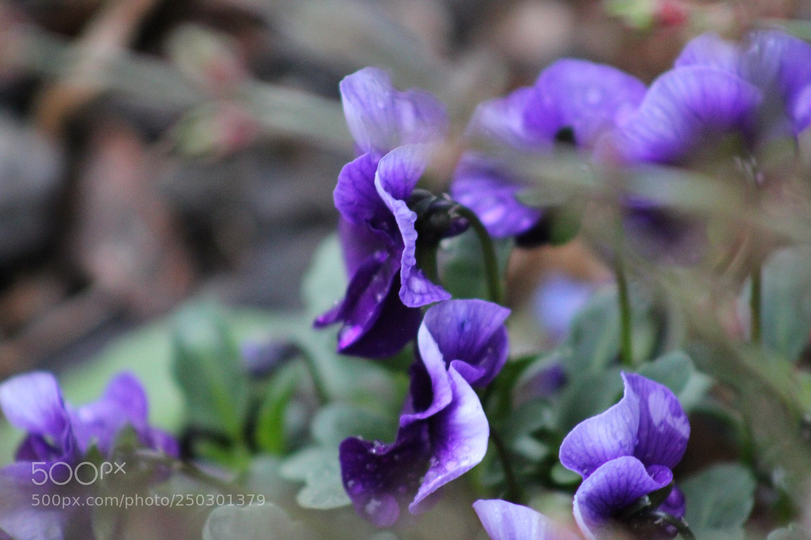 Canon EOS 1300D (EOS Rebel T6 / EOS Kiss X80) sample photo. Dewy wild flower photography