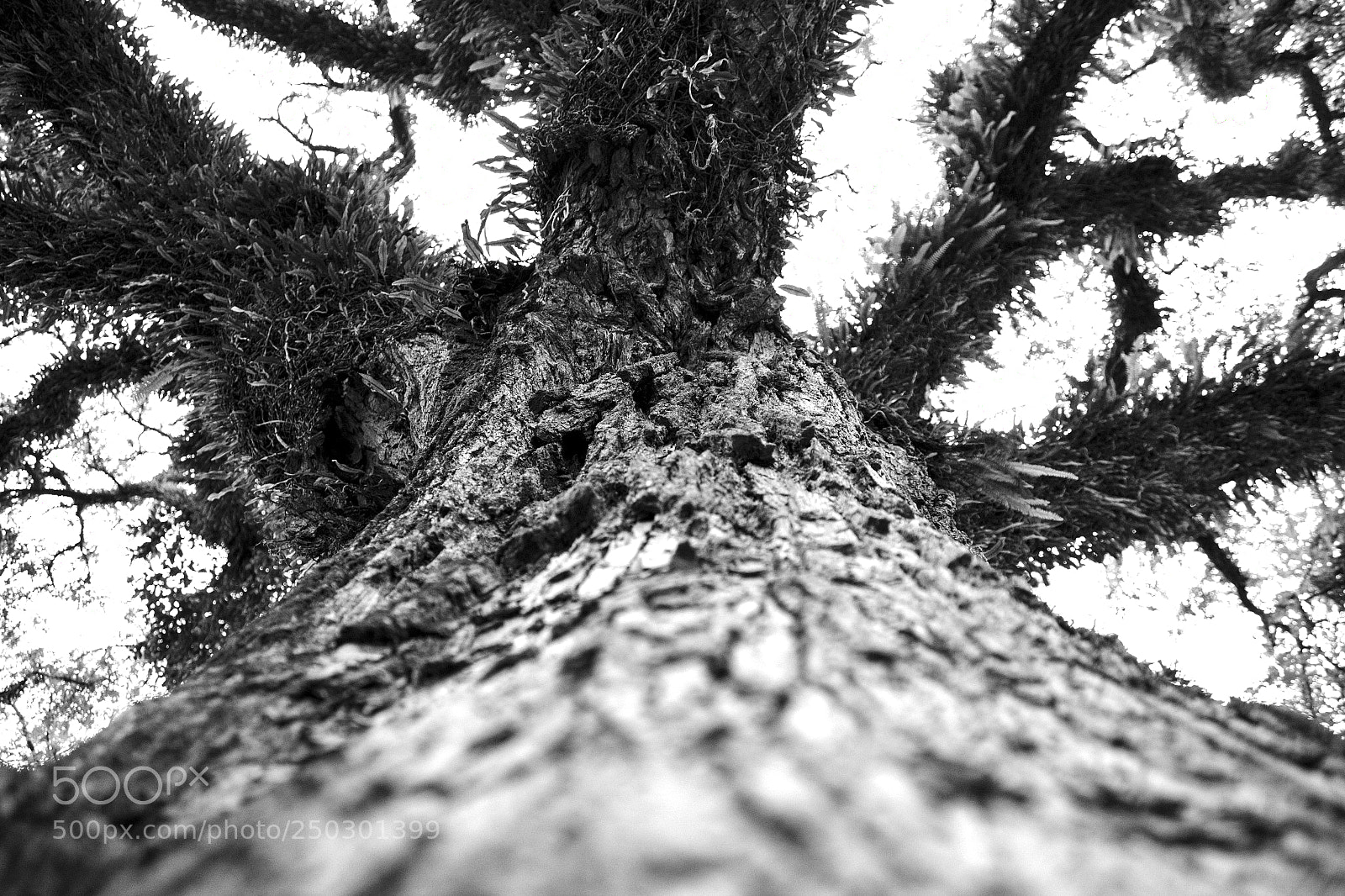 Canon EOS 1300D (EOS Rebel T6 / EOS Kiss X80) sample photo. Imposing tree (árvore imponente) photography