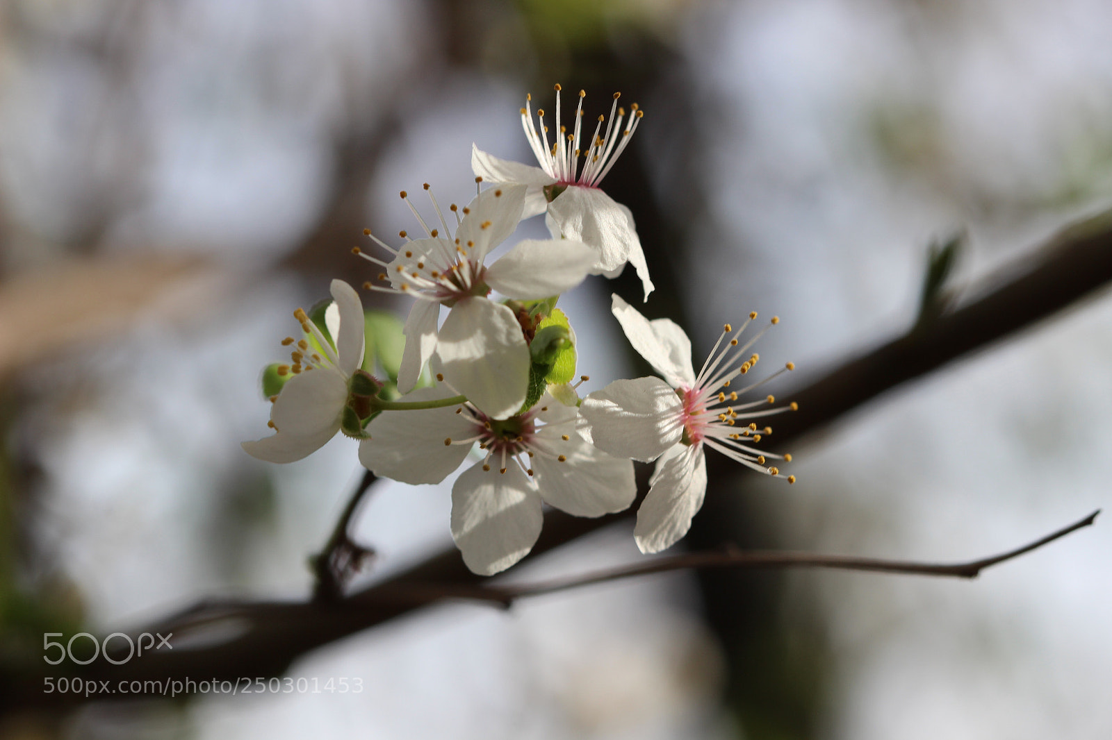 Canon EOS 600D (Rebel EOS T3i / EOS Kiss X5) sample photo. Spring blossoms photography