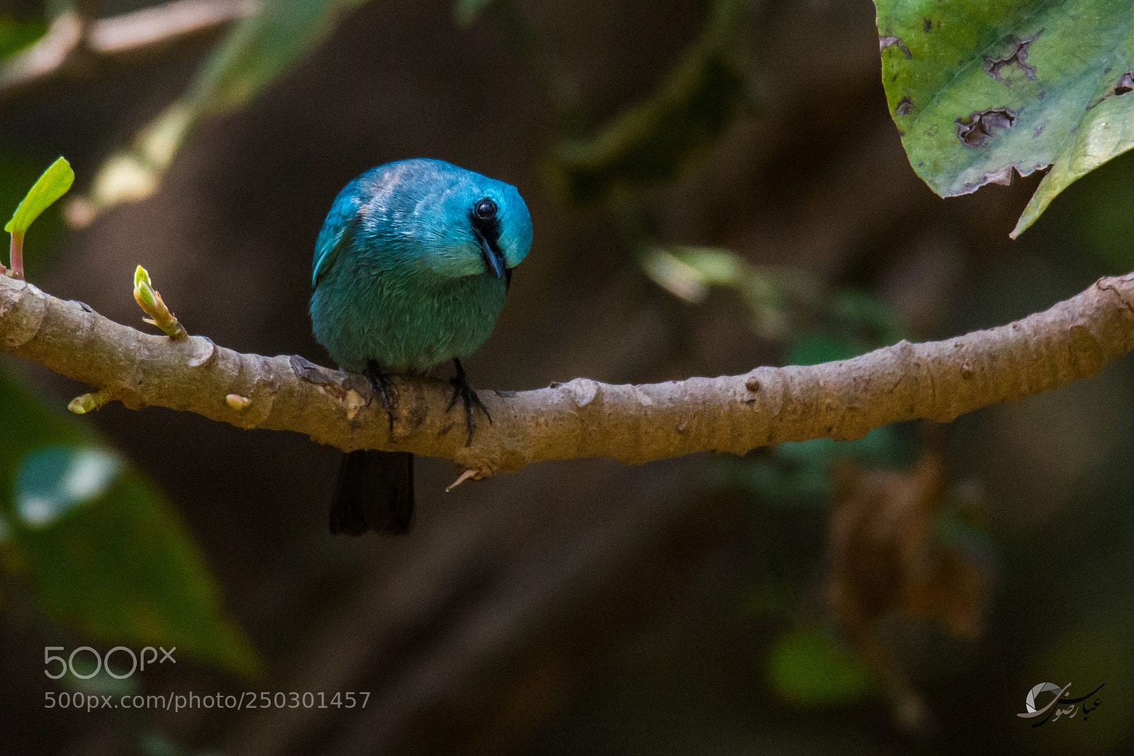 Nikon D7100 sample photo. Verditer flycatcher photography