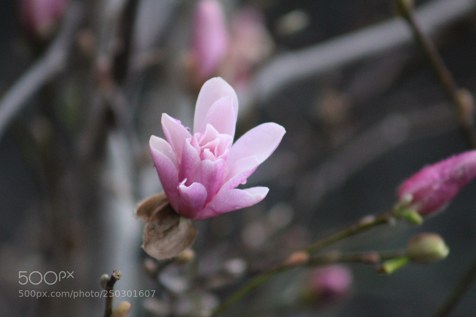 Canon EOS 1300D (EOS Rebel T6 / EOS Kiss X80) sample photo. Magnolia ll photography