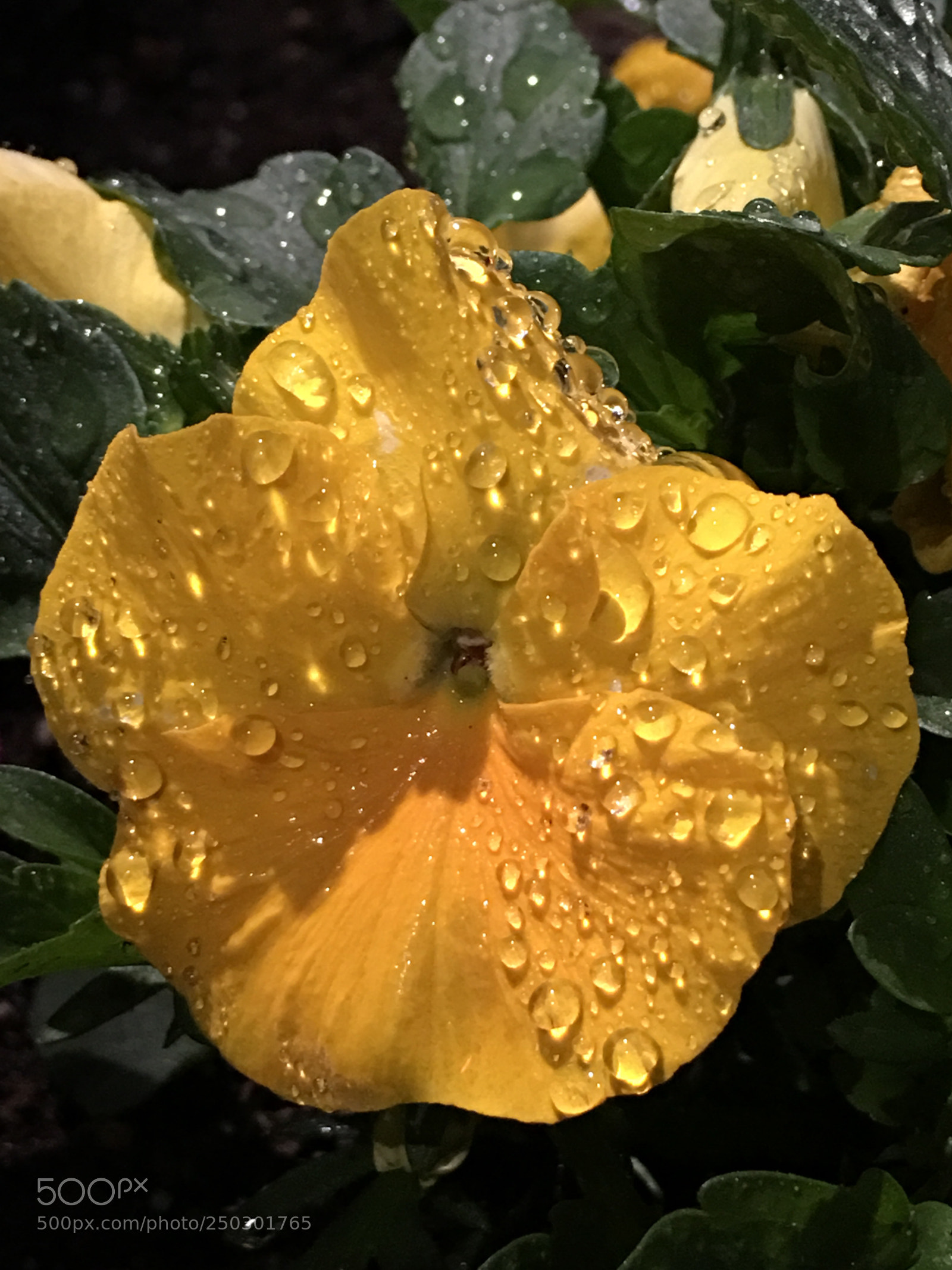 Apple iPhone 6s Plus sample photo. Spring2018 flowers photography
