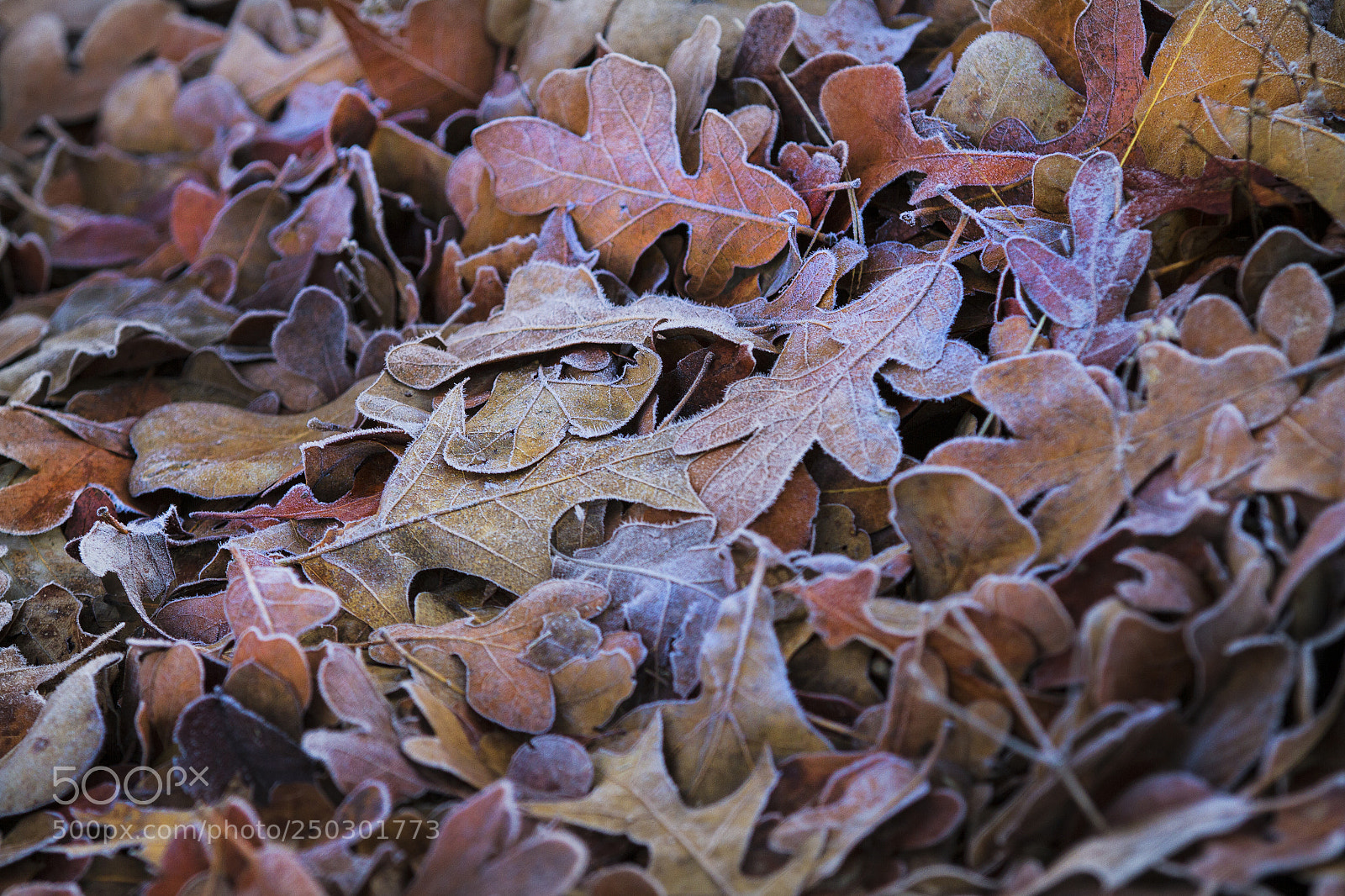 Canon EOS 7D sample photo. Last years' leaves photography
