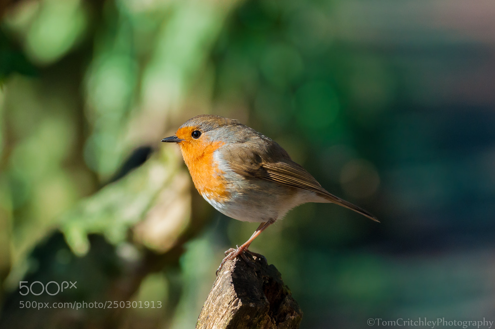 Nikon D90 sample photo. Spring robin photography