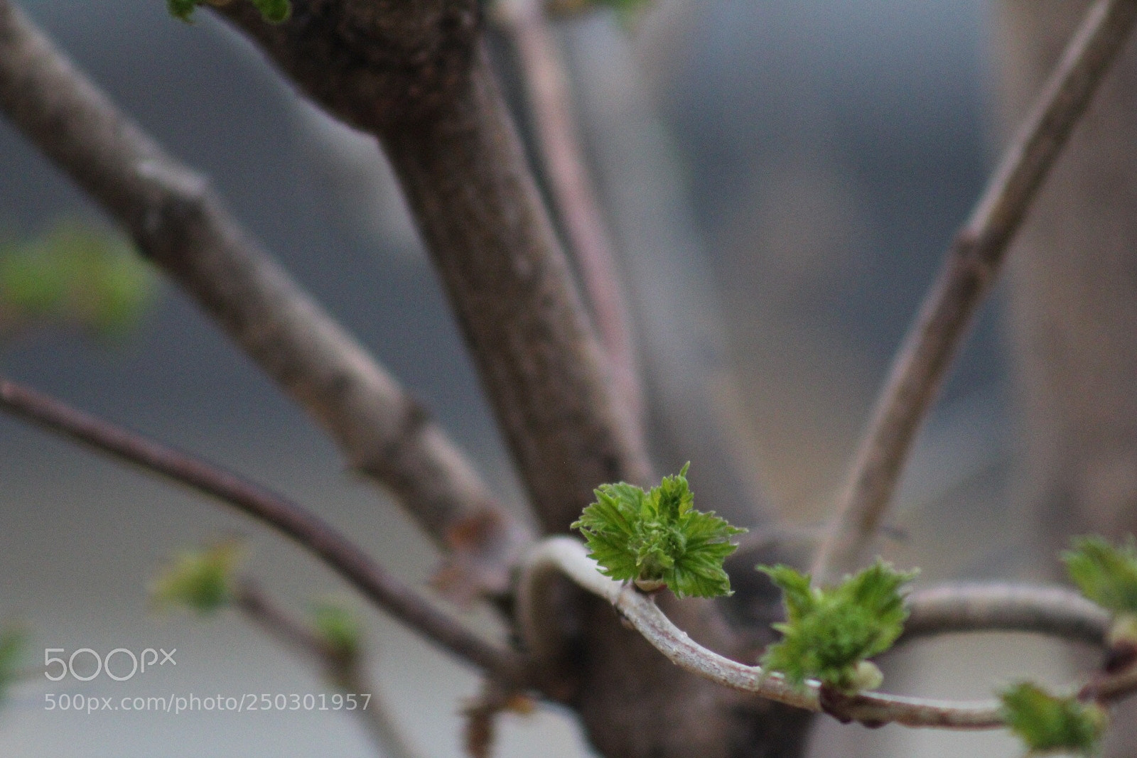 Canon EOS 1300D (EOS Rebel T6 / EOS Kiss X80) sample photo. New tree photography
