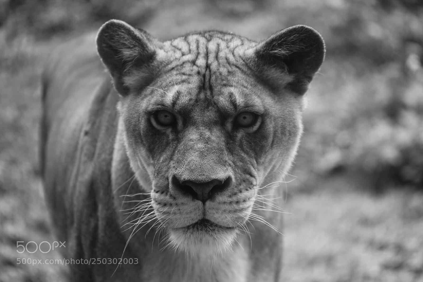 Sony a7 II sample photo. Lion photography