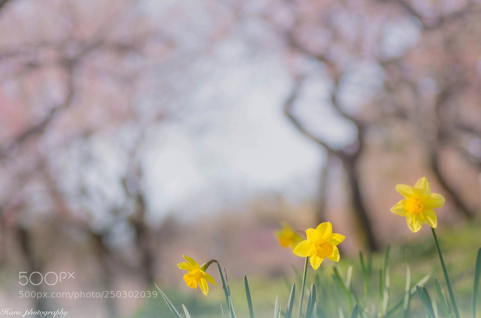 Pentax K-50 sample photo. ぽかぽか陽気が恋しい photography