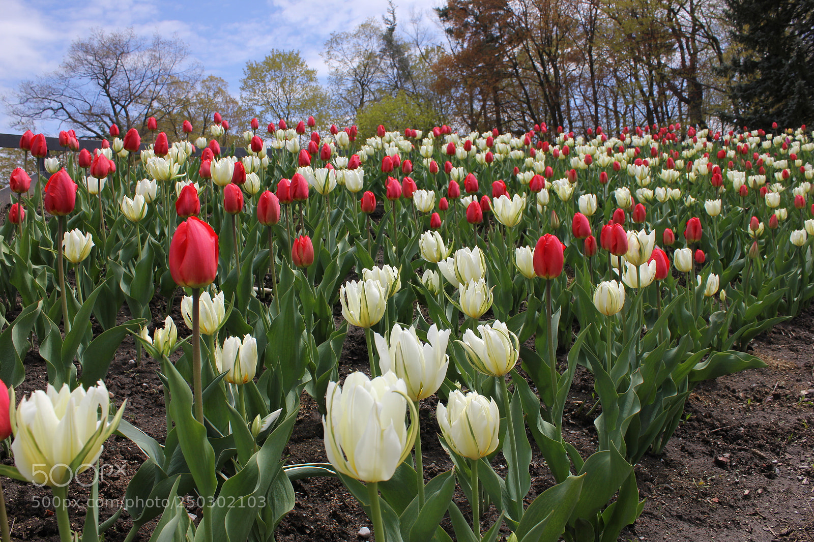 Canon EOS 550D (EOS Rebel T2i / EOS Kiss X4) sample photo. Tulips edward's garden, toronto photography