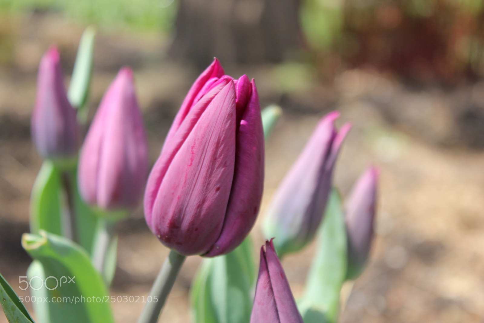Canon EOS 550D (EOS Rebel T2i / EOS Kiss X4) sample photo. Tulips edward's garden, toronto photography