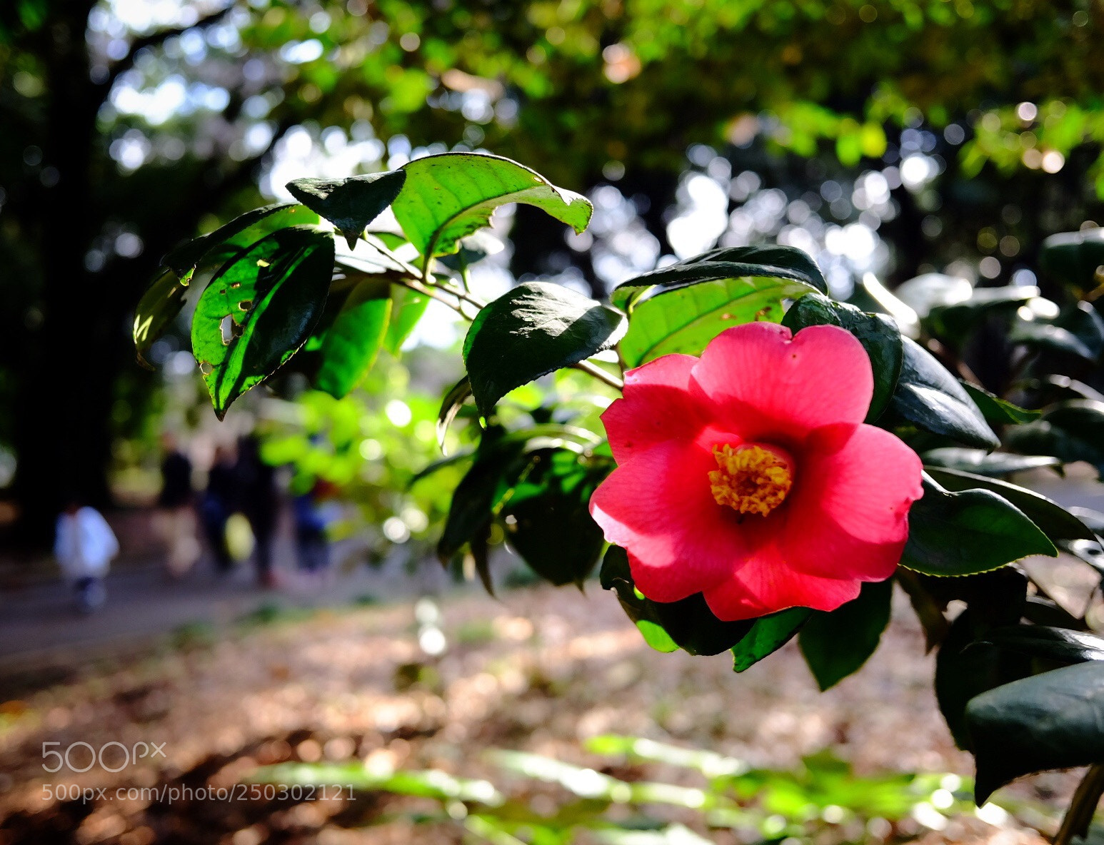 Fujifilm X70 sample photo. Thubaki photography