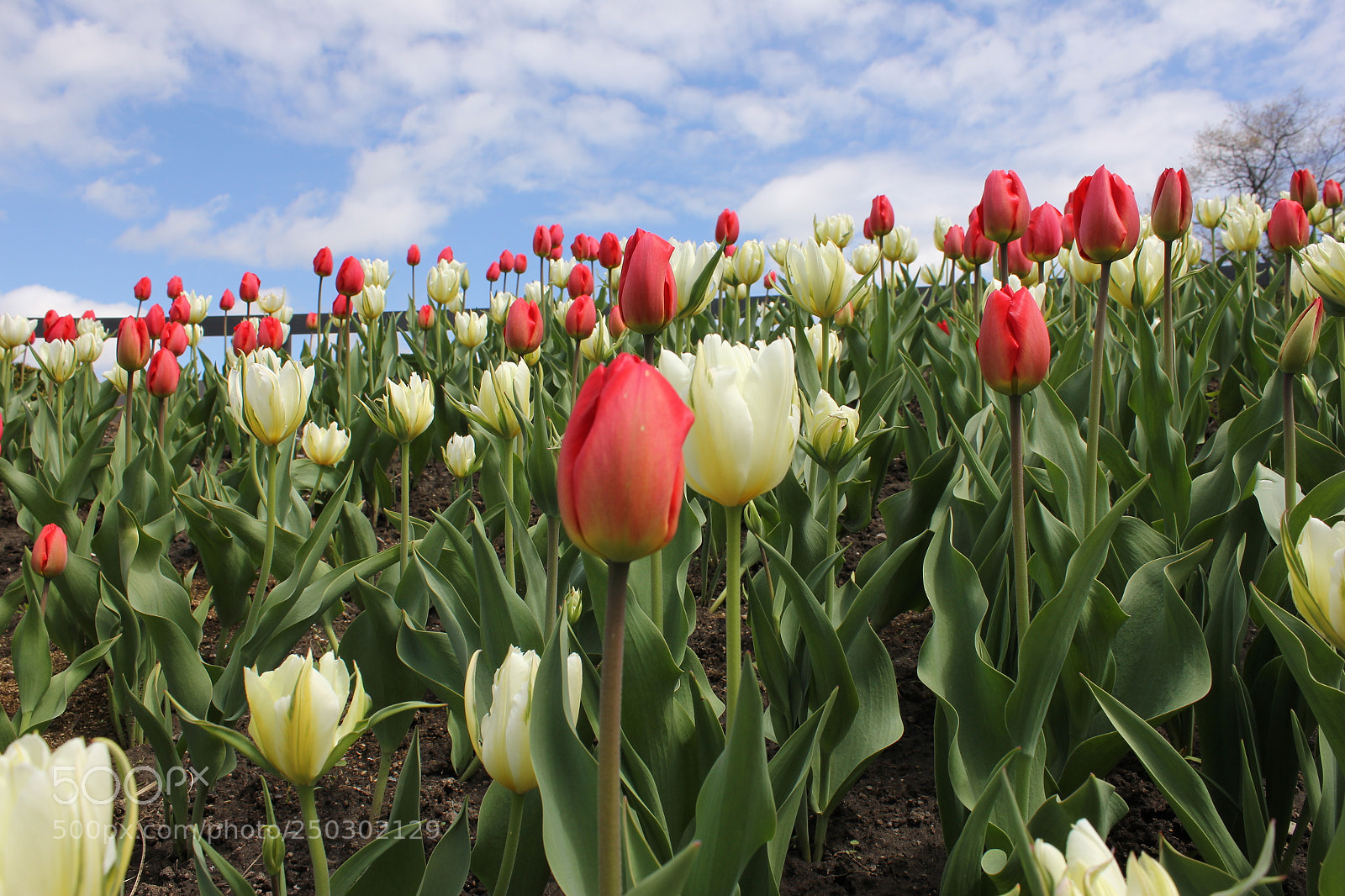Canon EOS 550D (EOS Rebel T2i / EOS Kiss X4) sample photo. Tulips edward's garden, toronto photography